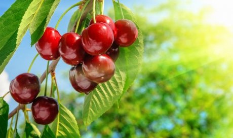 Taille d'arbres fruitiers